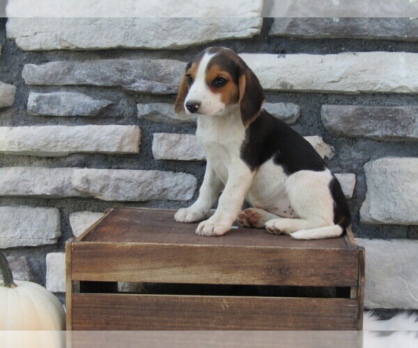 Medium Photo #29 Beagle Puppy For Sale in SUGARCREEK, OH, USA
