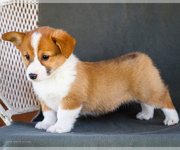 Medium Photo #24 Pembroke Welsh Corgi Puppy For Sale in WAKARUSA, IN, USA
