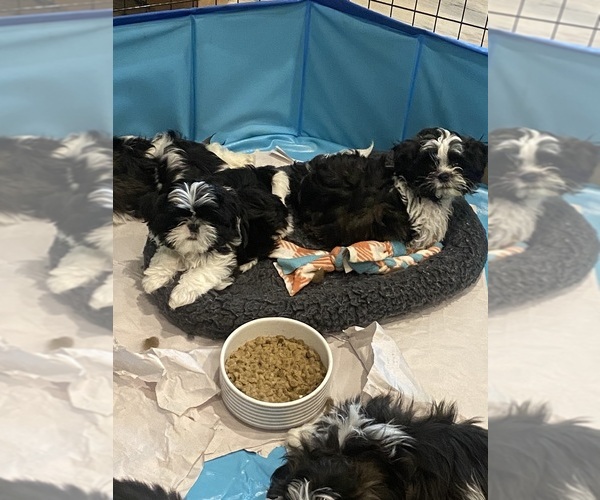 Medium Photo #1 Mal-Shi Puppy For Sale in THRIFT, WA, USA