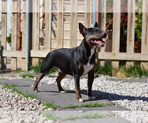 Mother of the Miniature Bull Terrier puppies born on 05/24/2025