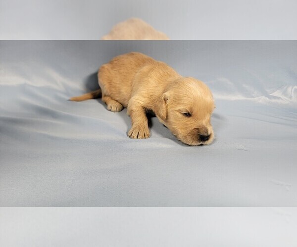 Medium Photo #46 Golden Retriever Puppy For Sale in BLACK FOREST, CO, USA