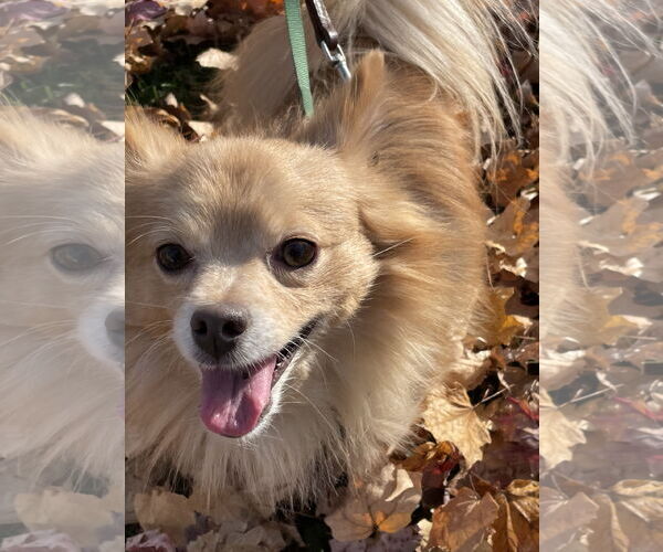 Medium Photo #8 Chiranian Puppy For Sale in Minneapolis, MN, USA