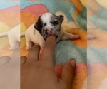 Small #1 Chihuahua