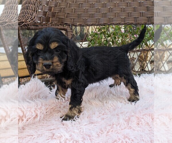 Medium Photo #47 Cock-A-Poo Puppy For Sale in SALEM, MO, USA