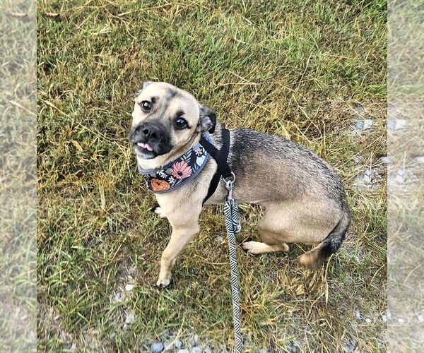 Medium Photo #5 Pug-Unknown Mix Puppy For Sale in Wakefield, RI, USA