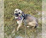 Small #4 Pug Mix