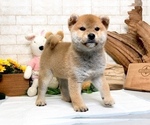 Small Photo #6 Shiba Inu Puppy For Sale in LAS VEGAS, NV, USA