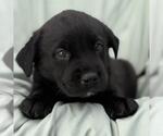 Small Labrador Retriever Mix