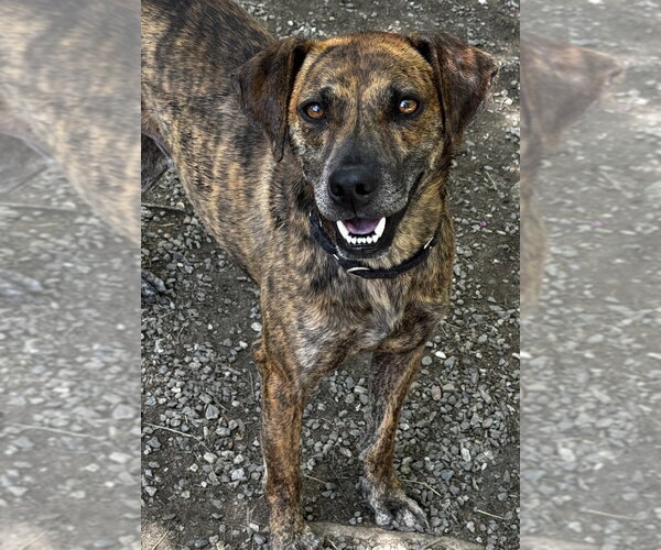 Medium Photo #17 Mutt Puppy For Sale in Elmsford, NY, USA