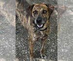 Small #16 Mutt