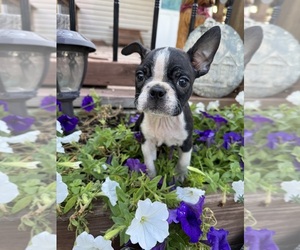 Boston Terrier Puppy for sale in FREDONIA, KS, USA