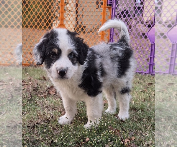 Medium Photo #9 Aussiedoodle Puppy For Sale in WILLS POINT, TX, USA