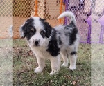 Small #8 Aussiedoodle