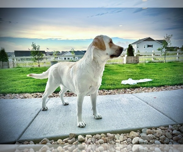Medium Photo #1 Labrador Retriever Puppy For Sale in AURORA, CO, USA