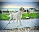 Small Photo #1 Labrador Retriever Puppy For Sale in AURORA, CO, USA