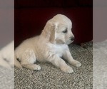 Small Photo #7 English Cream Golden Retriever Puppy For Sale in CHUCKEY, TN, USA