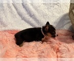 Small #6 American Corgi
