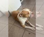 Small American Staffordshire Terrier