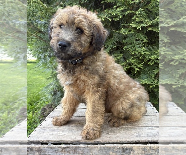 Medium Photo #4 Whoodle (Miniature) Puppy For Sale in MIDDLEBURY, IN, USA