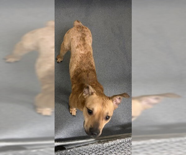 Medium Photo #1 Mutt Puppy For Sale in Glen Allen, VA, USA