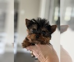 Small Photo #3 Yorkshire Terrier Puppy For Sale in ELMHURST, IL, USA