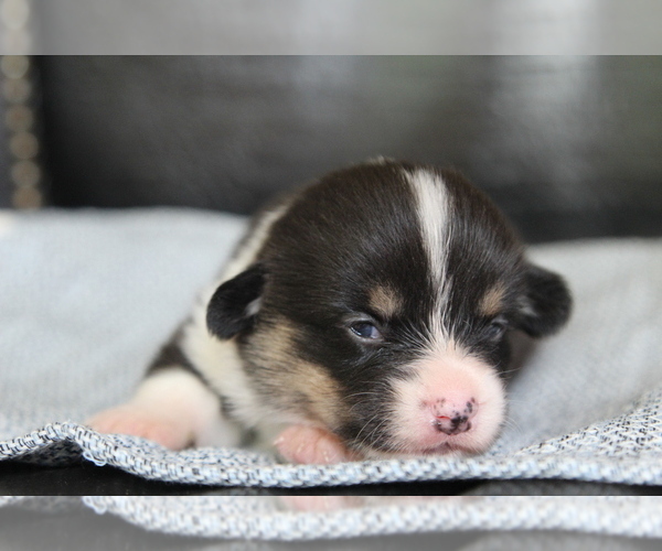 Medium Photo #28 Pembroke Welsh Corgi Puppy For Sale in FAIR GROVE, MO, USA