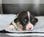 Small #27 Pembroke Welsh Corgi