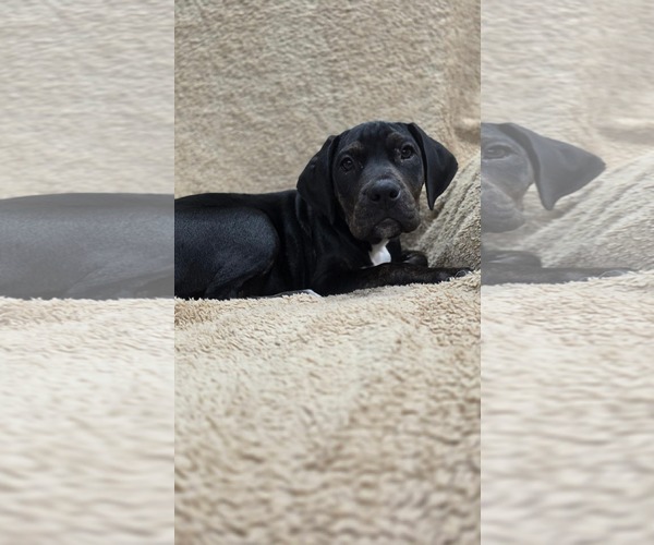 Medium Photo #1 Boxer-Unknown Mix Puppy For Sale in Duluth, MN, USA