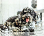 Puppy Ty Goldendoodle