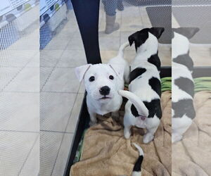 Labrador Retriever-Unknown Mix Dogs for adoption in Rockaway, NJ, USA