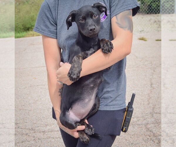 Medium Photo #4 American Staffordshire Terrier-Unknown Mix Puppy For Sale in Huntley, IL, USA
