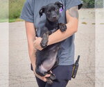 Small #3 American Staffordshire Terrier Mix