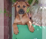 Small #5 Boxer-German Shepherd Dog Mix