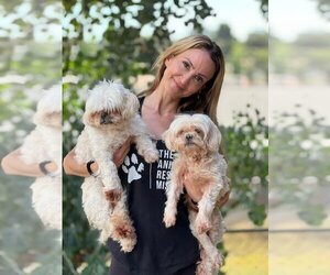 Shih Tzu Dogs for adoption in W Hollywood, CA, USA