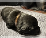 Small Photo #3 Australian Shepherd Puppy For Sale in MERCER, WI, USA