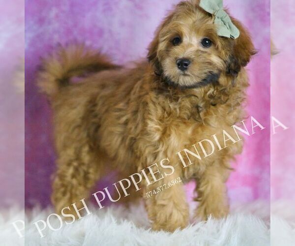 Medium Photo #3 Maltipoo (Miniature) Puppy For Sale in WARSAW, IN, USA