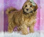 Small #2 Maltipoo (Miniature)