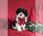 Small Photo #1 Miniature Bernedoodle Puppy For Sale in OXFORD, PA, USA