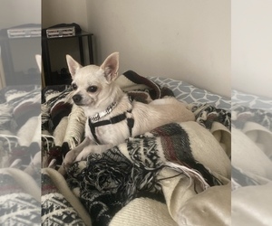 Mother of the Chihuahua puppies born on 07/22/2025