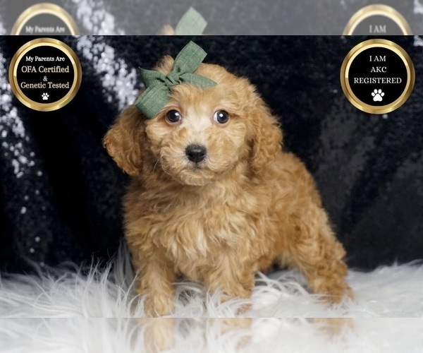 Medium Photo #7 Poodle (Toy) Puppy For Sale in WARSAW, IN, USA