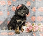 Small Photo #2 Bernedoodle Puppy For Sale in GLEN ROCK, PA, USA