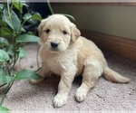Small Photo #3 Golden Retriever Puppy For Sale in FORDLAND, MO, USA