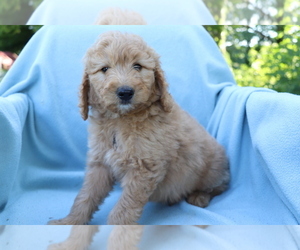 Goldendoodle (Miniature) Puppy for sale in SHILOH, OH, USA