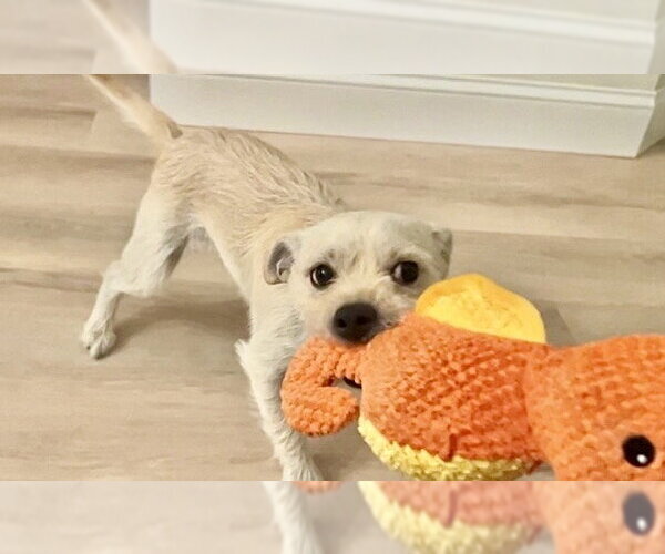 Medium Photo #4 Maltese-Unknown Mix Puppy For Sale in Omaha, NE, USA