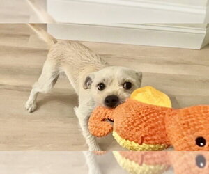Cosmo - Male Maltese-Unknown Mix Dog for Adoption - Photo #4