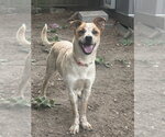 Small #2 Mutt