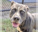 Small #1 American Pit Bull Terrier Mix
