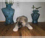 Small Photo #6 Akita Puppy For Sale in UNION CITY, GA, USA
