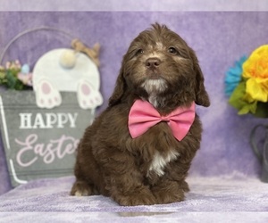 Goldendoodle (Miniature) Puppy for sale in LANCASTER, PA, USA