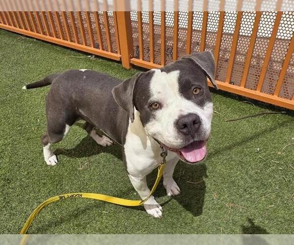 Medium Photo #2 American Pit Bull Terrier-Unknown Mix Puppy For Sale in Las Vegas, NV, USA